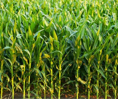 Норма высева семян кукурузы