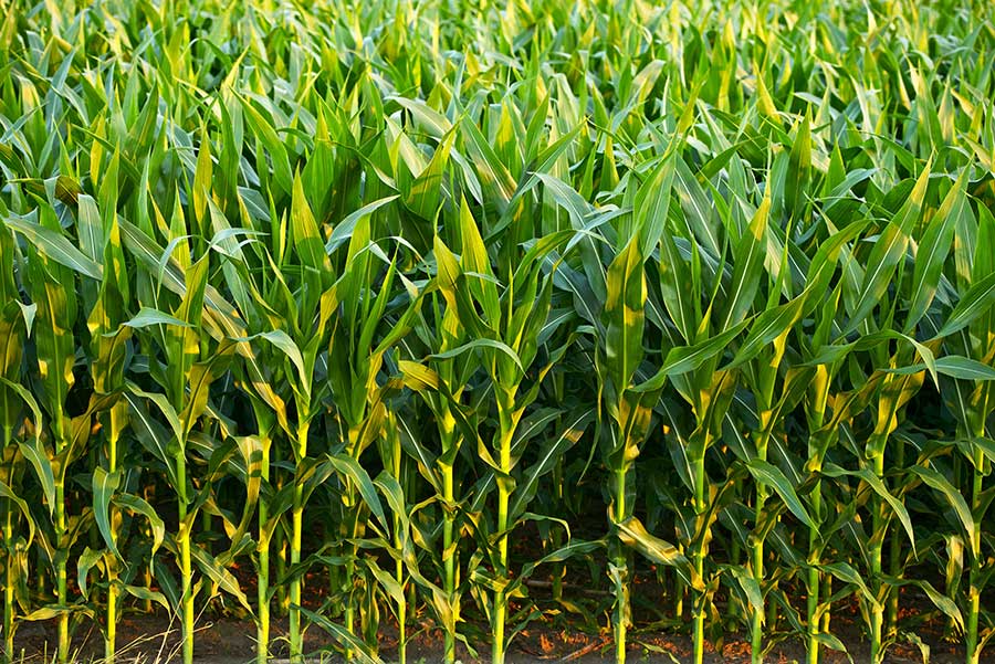 Норма высева семян кукурузы